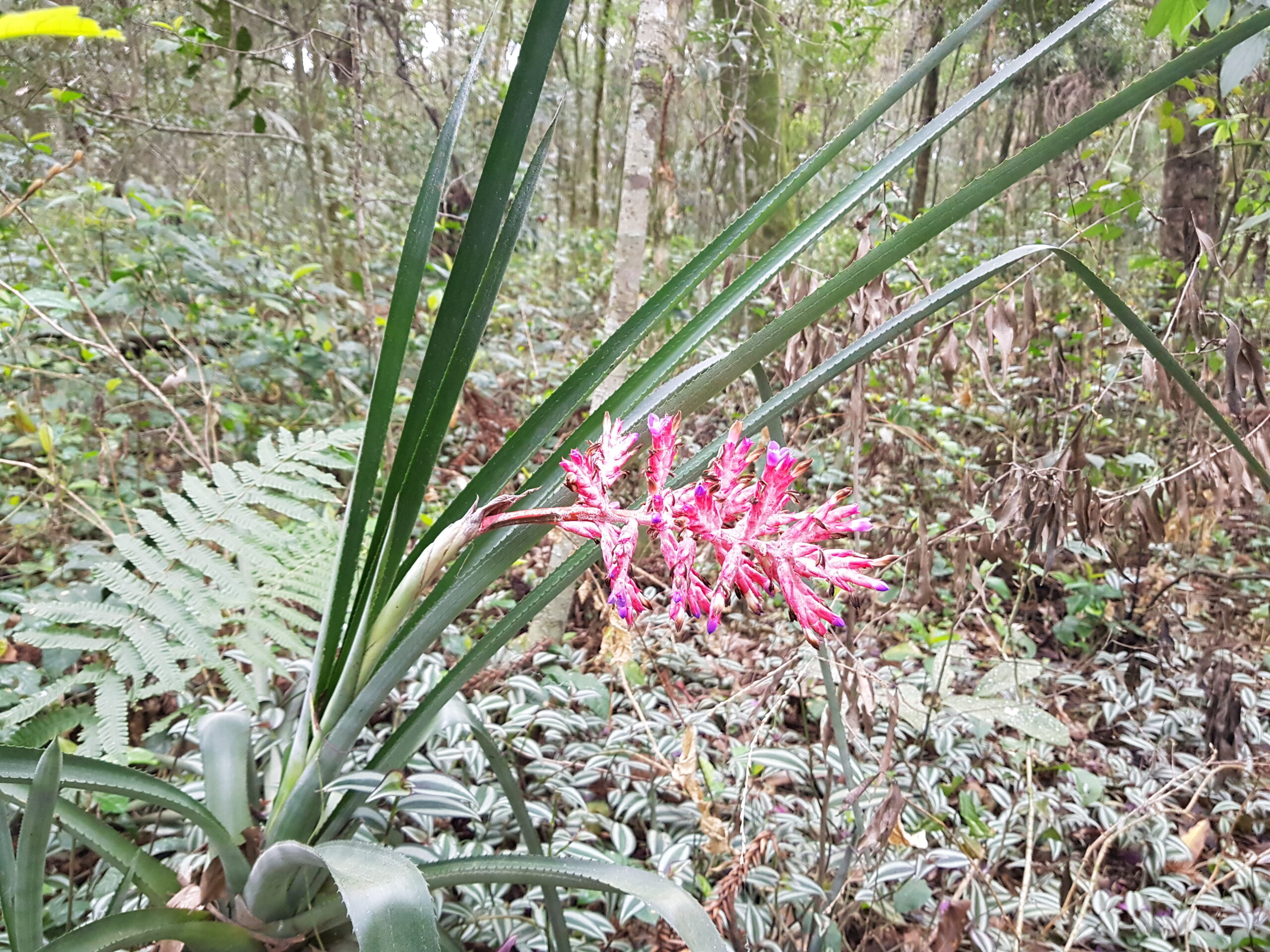 parque de curitiba